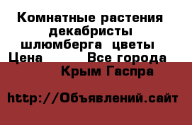 Комнатные растения, декабристы (шлюмберга) цветы › Цена ­ 300 - Все города  »    . Крым,Гаспра